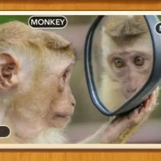 1 Pic N Words Level 101 Answers