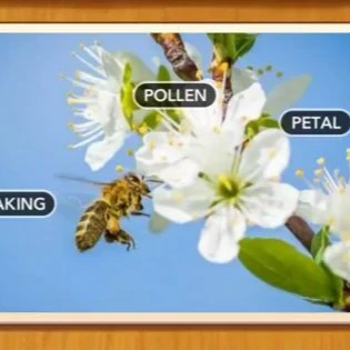 1 Pic N Words Level 112 Answers