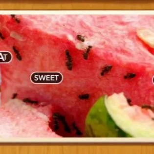 1 Pic N Words Level 125 Answers