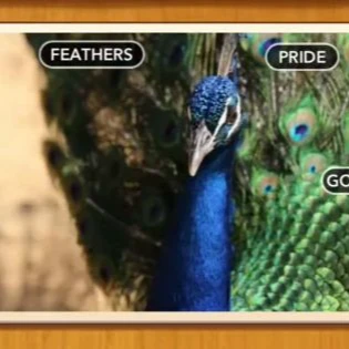 1 Pic N Words Level 148 Answers