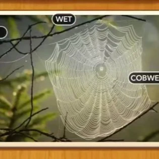 1 Pic N Words Level 153 Answers