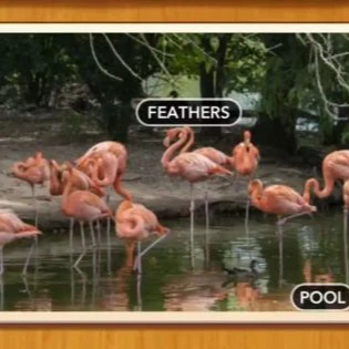 1 Pic N Words Level 162 Answers