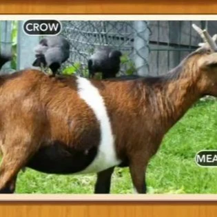 1 Pic N Words Level 177 Answers