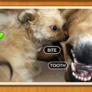 1 Pic N Words Level 215 Answers