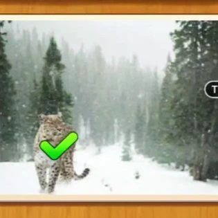 1 Pic N Words Level 236 Answers