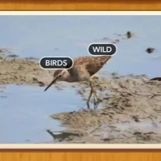 1 Pic N Words Level 237 Answers