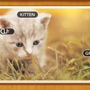 1 Pic N Words Level 293 Answers