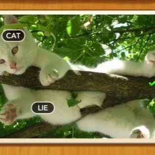 1 Pic N Words Level 335 Answers