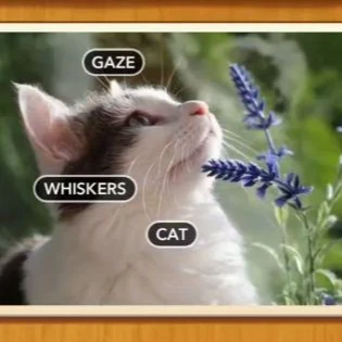 1 Pic N Words Level 339 Answers