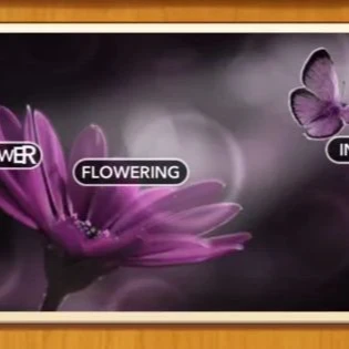 1 Pic N Words Level 352 Answers