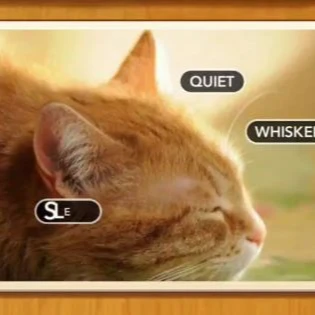 1 Pic N Words Level 381 Answers