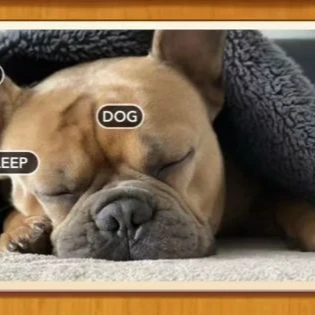 1 Pic N Words Level 393 Answers