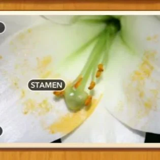 1 Pic N Words Level 43 Answers