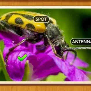 1 Pic N Words Level 460 Answers