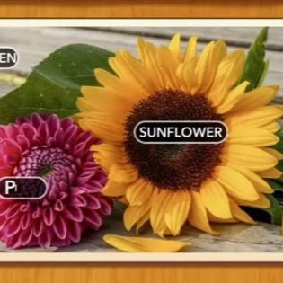 1 Pic N Words Level 493 Answers