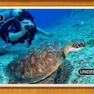 1 Pic N Words Level 51 Answers