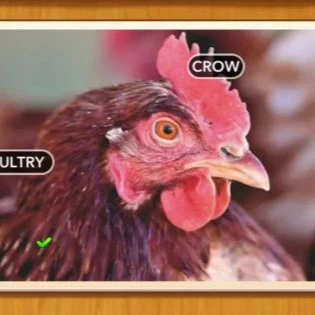 1 Pic N Words Level 526 Answers