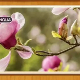 1 Pic N Words Level 567 Answers