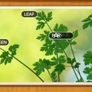 1 Pic N Words Level 574 Answers