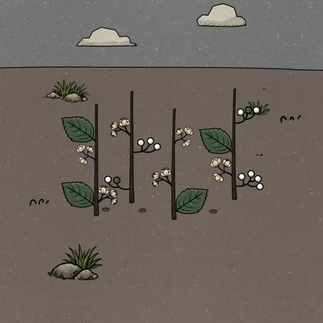 Flower Forest Word Puzzle Level 50 walkthrough