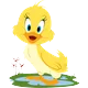 بطة