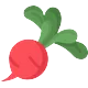 فجل