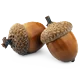 بلوط