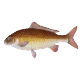 شبوط