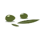 زيتون