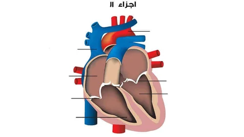 حل كلمات كراش مرحلة 749 - Words Crush