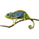 حرباء
