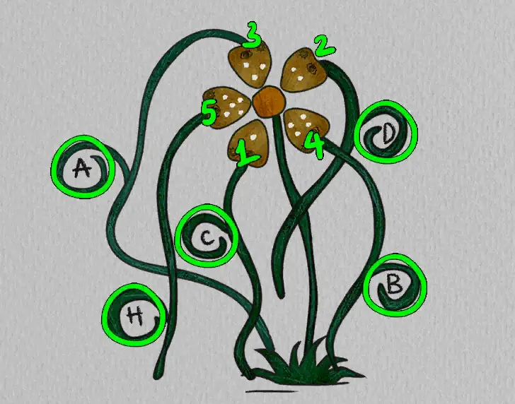 The Lost Forest Puzzle Level 25 hint 2