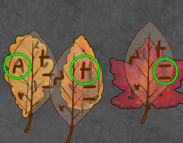 The Lost Forest Puzzle Level 34 hint 2